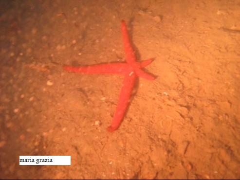 Echinaster sepositus (Stella marina rossa)